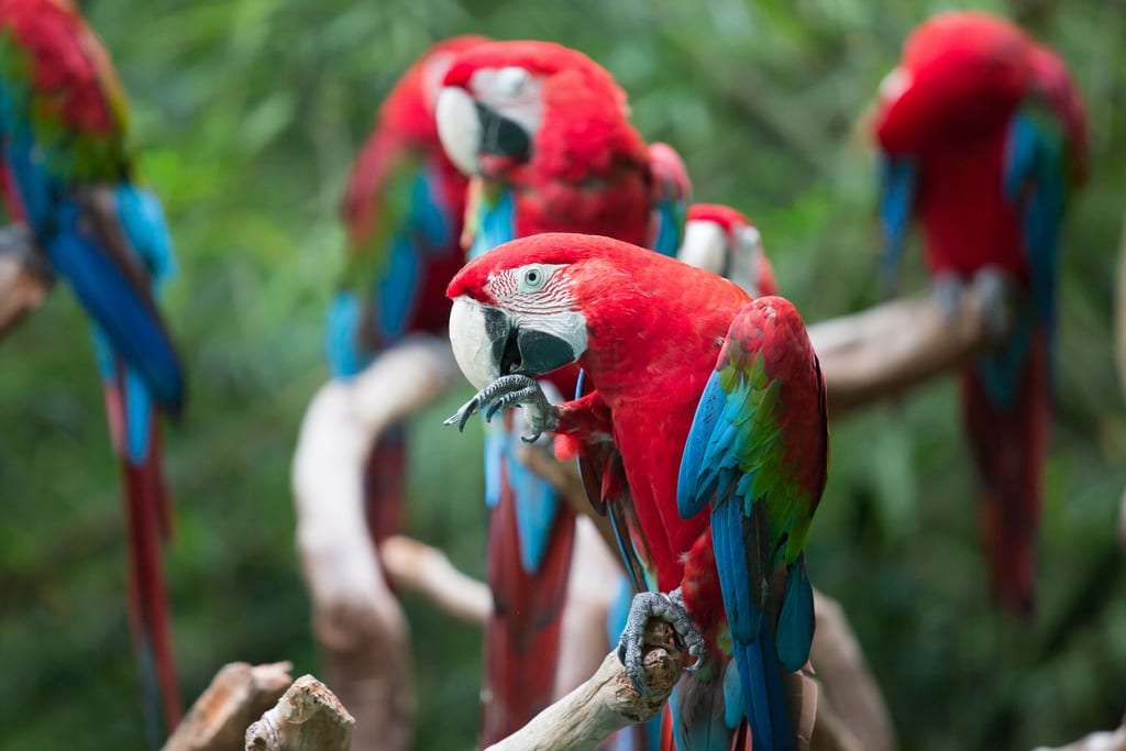 Papugi w Gwatemali puzzle online