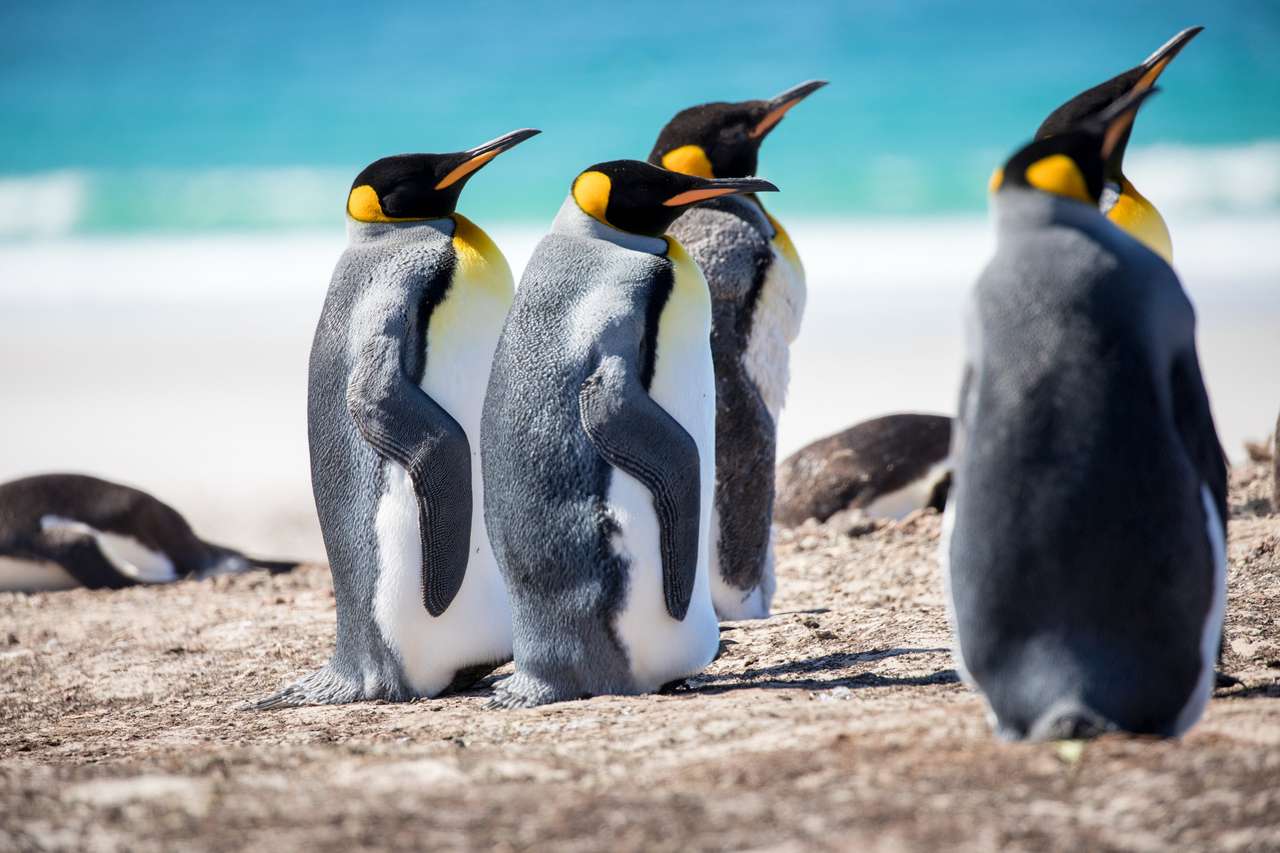Pingwiny z bieguna południowego puzzle online