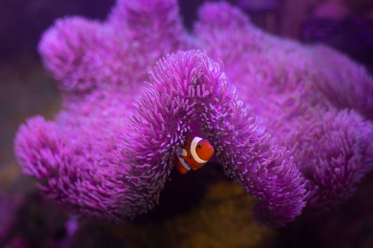 Anemonowa ryba z anemonem puzzle online