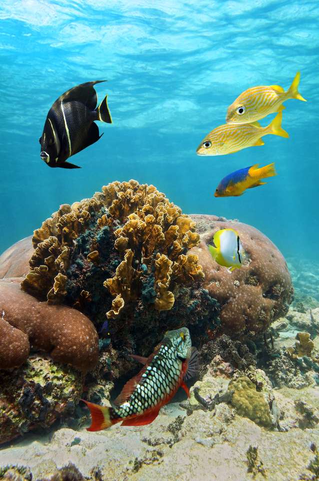 Piękne ryby koralowe i rafowe puzzle online