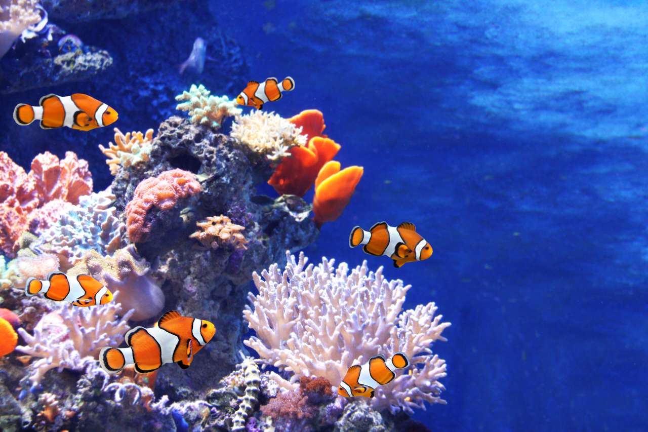 Koralowce morskie i błazenki puzzle online