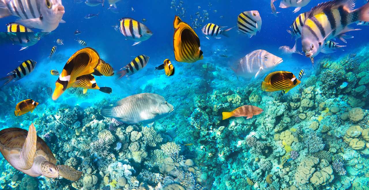 Kolorowe ryby tropikalne puzzle online