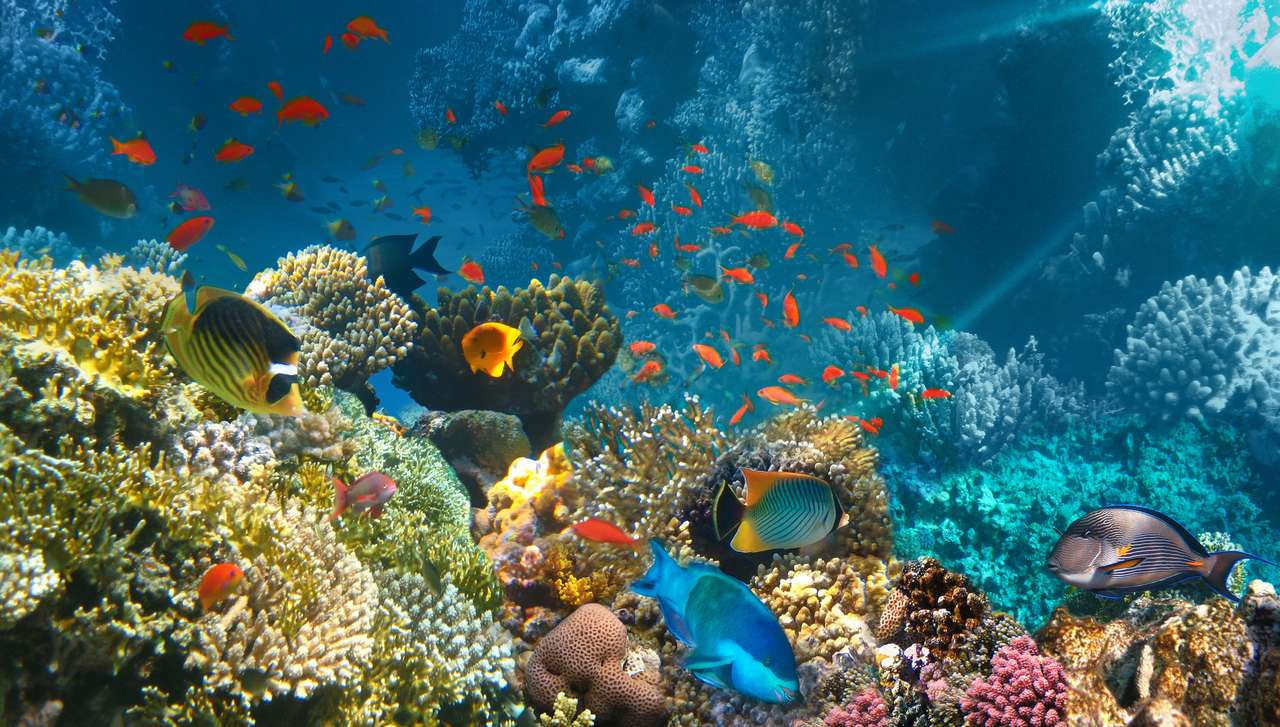 Ryby koralowe Morza Czerwonego, Egipt puzzle online