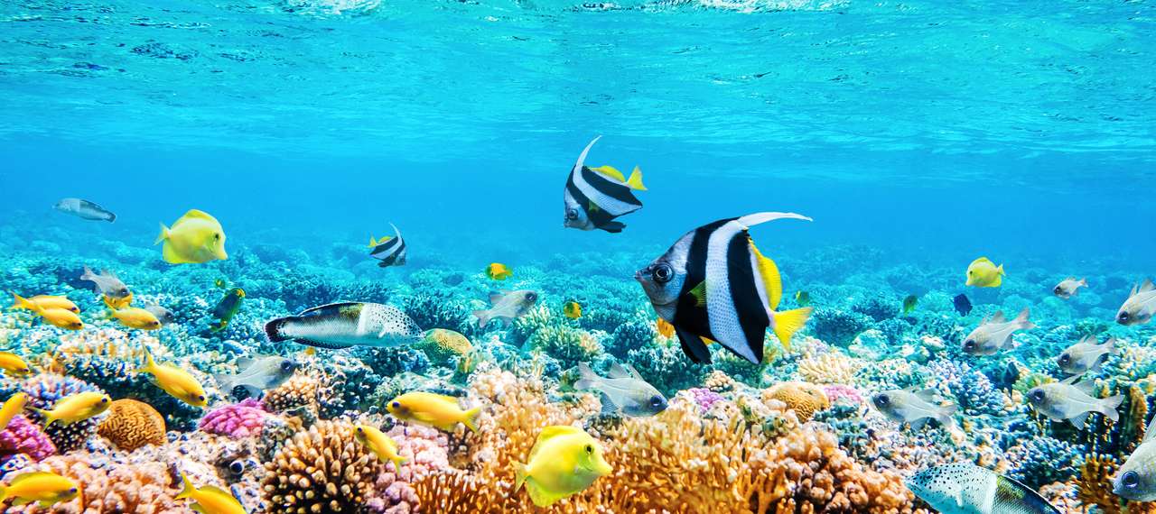 Tropikalne ryby i rafy koralowe puzzle online