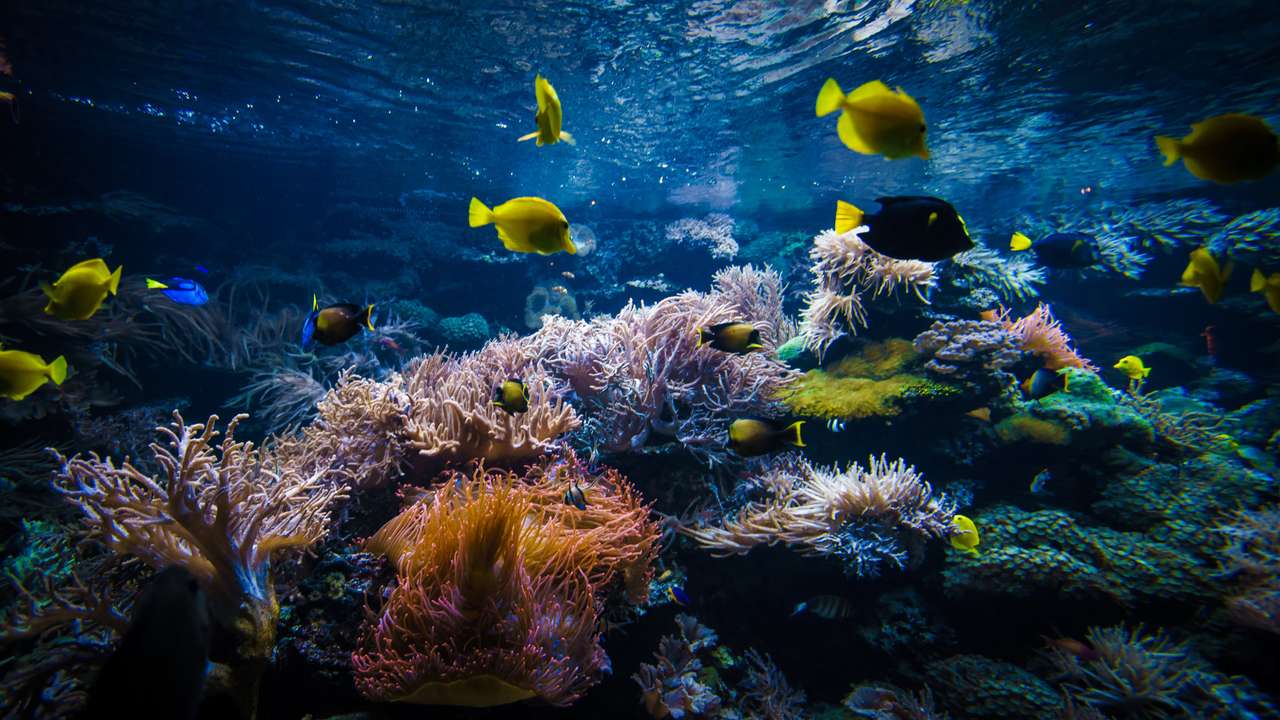 Podwodny krajobraz rafy koralowej puzzle online