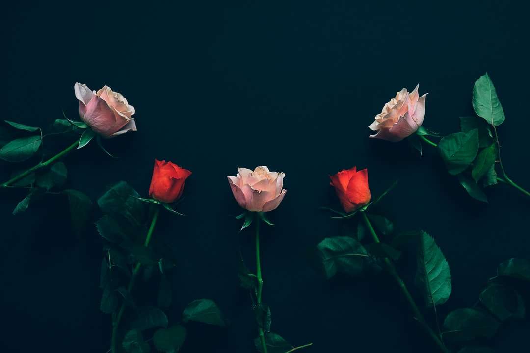 widok z góry dwóch czerwonych i trzech różowych róż na czarnej powierzchni puzzle online