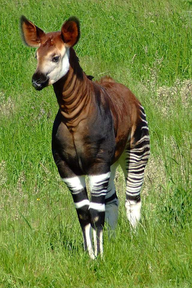 Okapi- zwierzę Afryki puzzle online