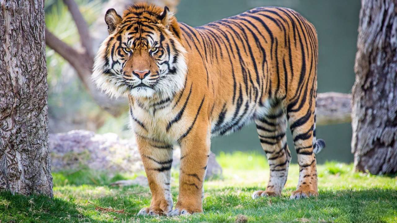 tygrys bengalski w lesie puzzle online