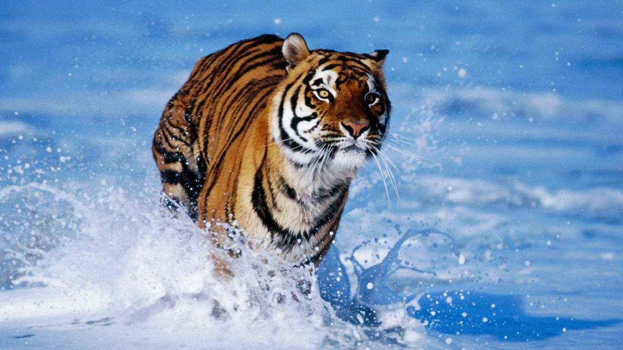 Tygrys bengalski biegający w wodzie puzzle online