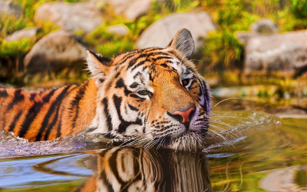Tygrys bengalski w rzece puzzle online