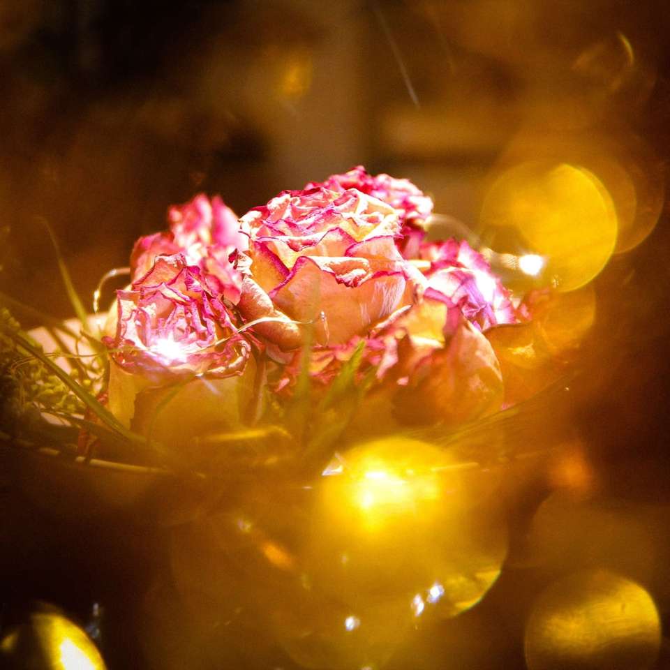różowo-żółty kwiat z kropelkami wody puzzle online