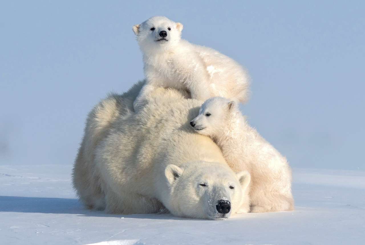 Kochające się Niedźwiedzie Polarne puzzle online
