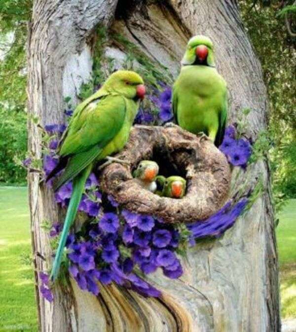Papugi w swoim gnieździe na drzewie #1 puzzle online