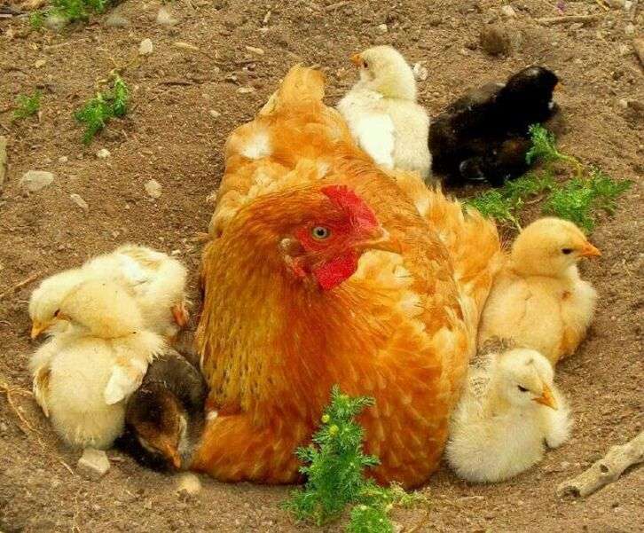 Matka kura opiekuje się swoimi pisklętami #1 puzzle online