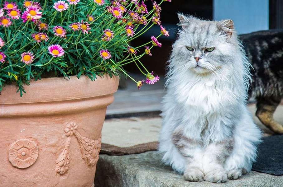 Piękny kot perski #2 puzzle online