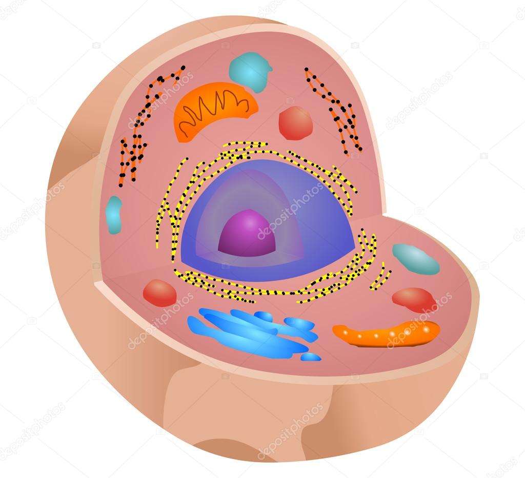 Eukaryotische Zelle Puzzle