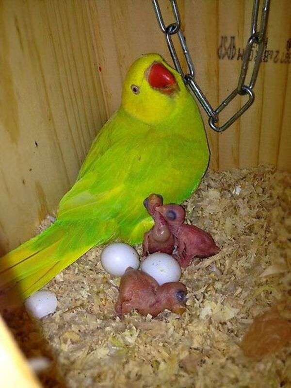 Parakeet opiekująca się noworodkami #2 puzzle online