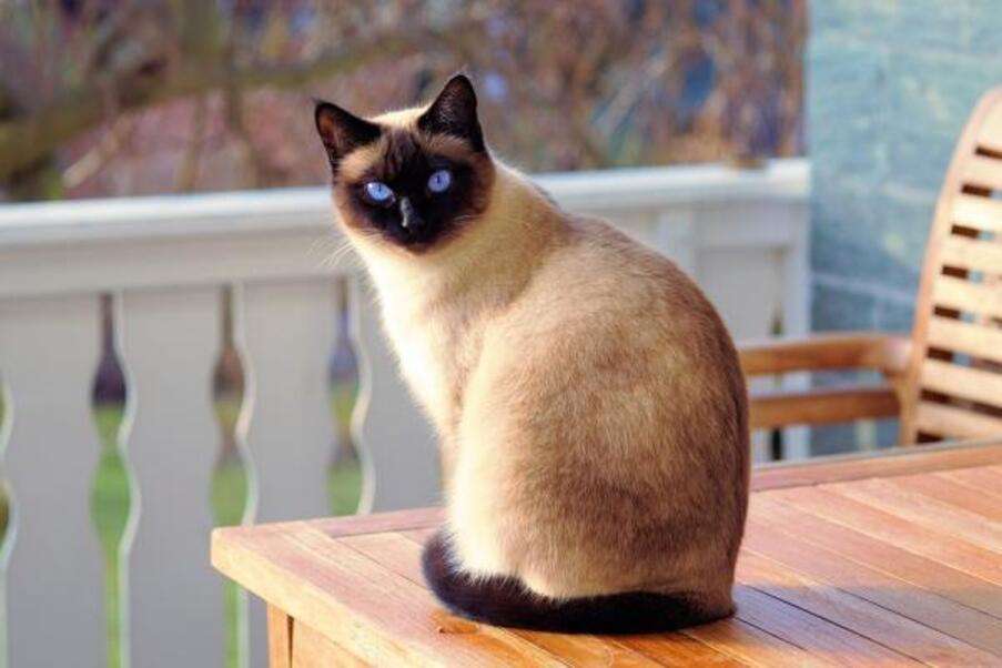 Piękny kotek syjamski siedzący na ławce #1 puzzle online