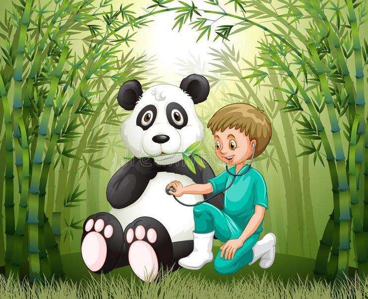 Médecin vétérinaire vérifiant l'ours panda puzzle