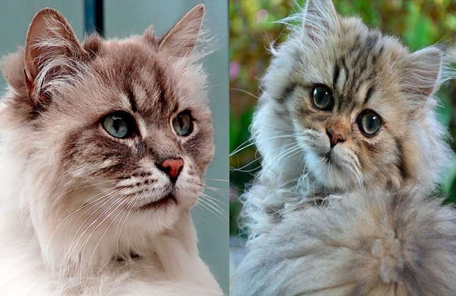 Różnice między kociakiem perskim a angorą puzzle online
