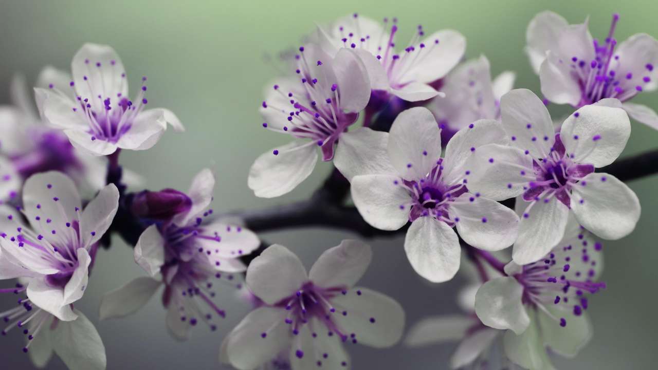 białe kwiaty z fioletowym puzzle online
