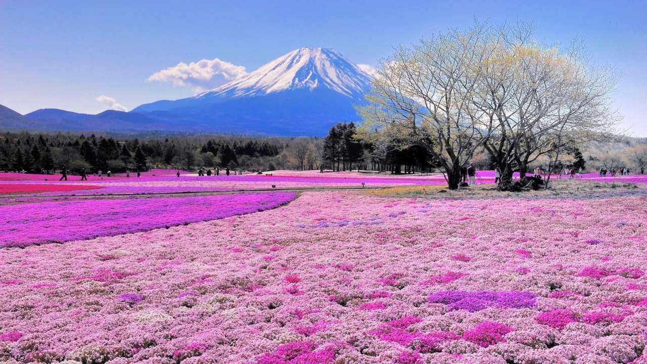 piękny krajobraz z różowymi kwiatami puzzle online