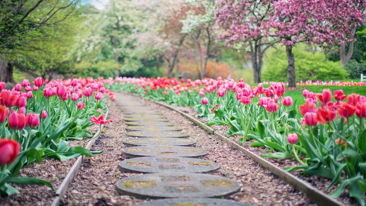 piękna ścieżka tulipanów puzzle online
