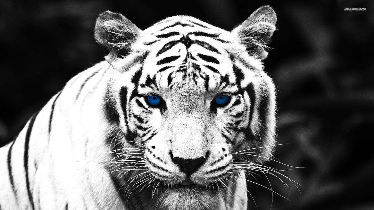 piękny biały tygrys puzzle online
