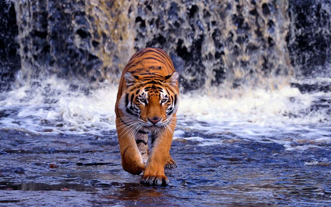 tygrys bengalski w wodospadzie puzzle online