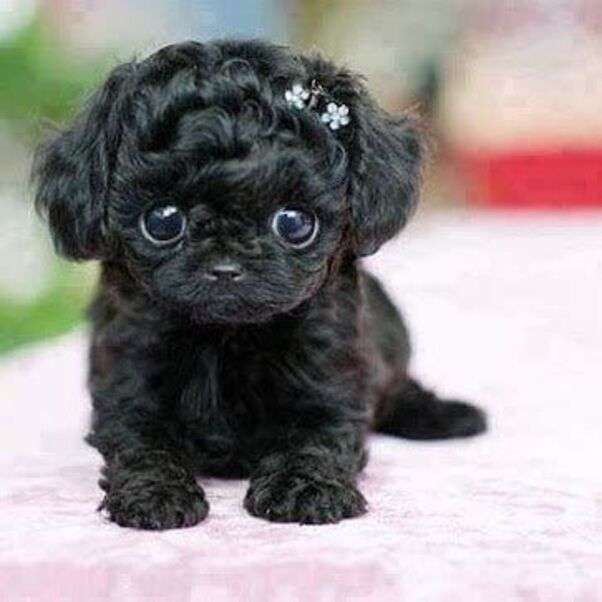 Very cute little black dog - Puzzle Factory