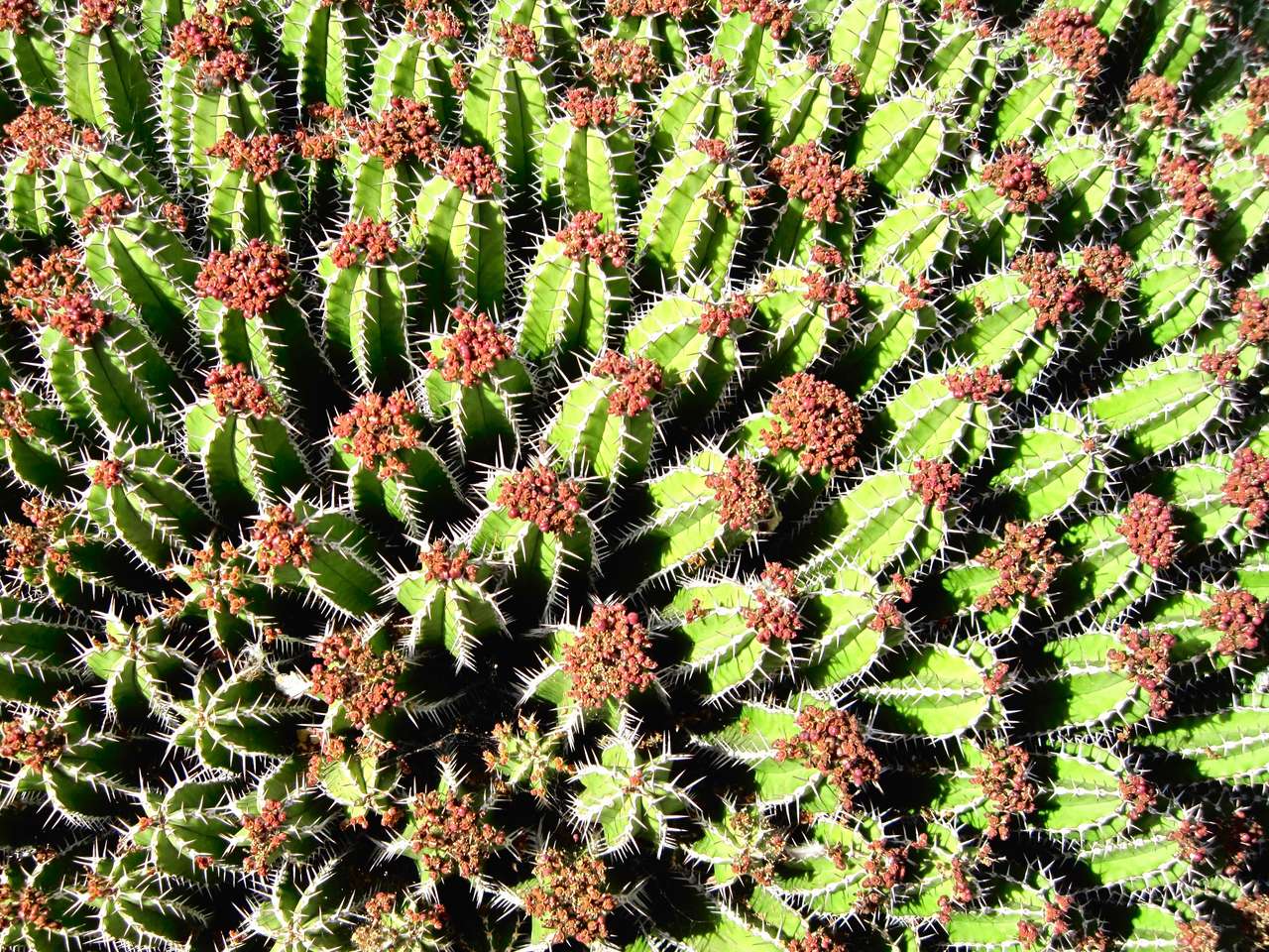 Kaktusy Lanzarote puzzle online