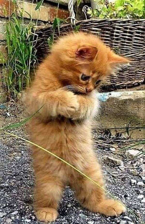 Piękny kotek stojący z łapami puzzle online