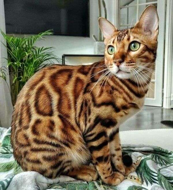 Cętkowany kotek przypominający tygrysa puzzle online