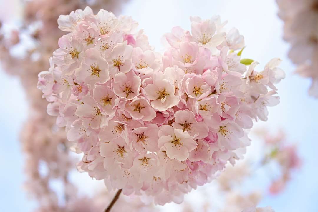 makro skupienie różowych kwiatów puzzle online