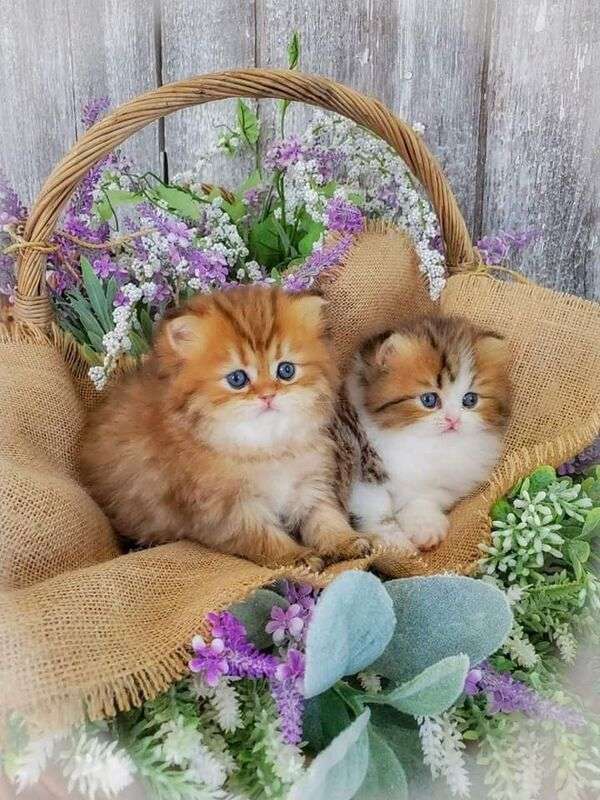 Dwa małe kocięta w koszu z kwiatami puzzle online