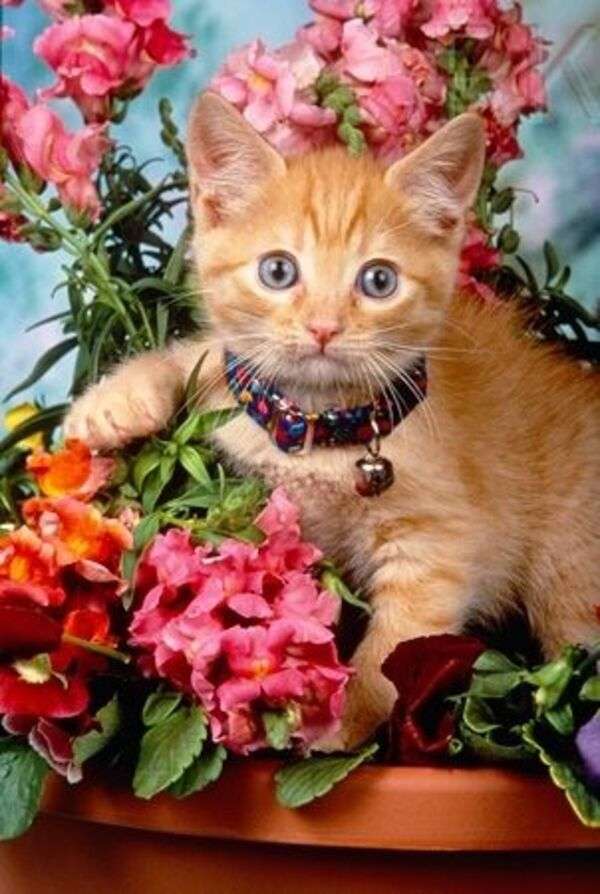 słodki kociak z naszyjnikiem wśród kwiatów puzzle online