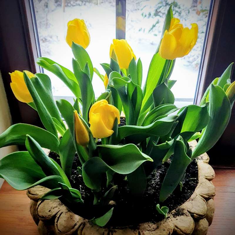 Żółte tulipany w doniczce puzzle online