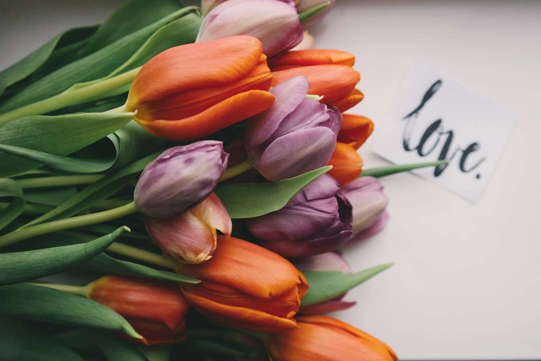fioletowe i pomarańczowe tulipany na białej powierzchni puzzle online