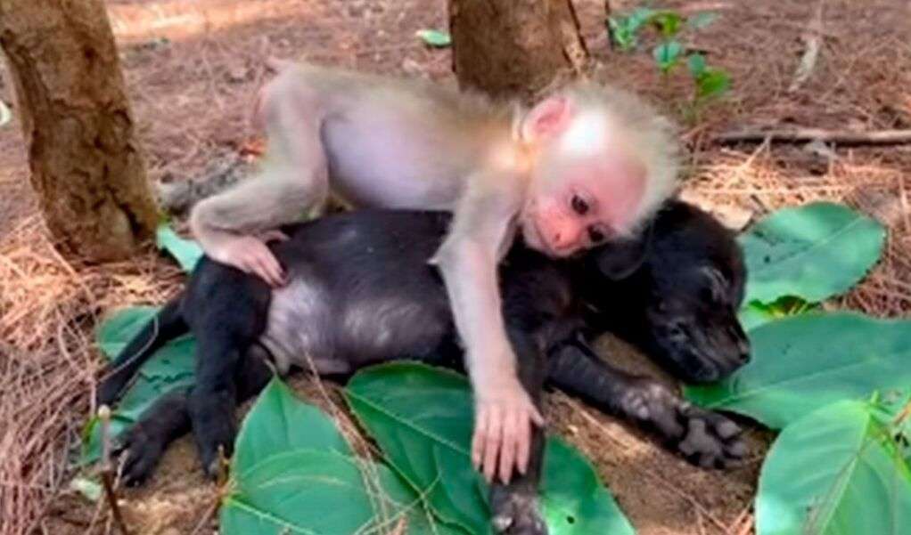Zarter kleiner Affe, der einen Welpen umarmt Puzzle