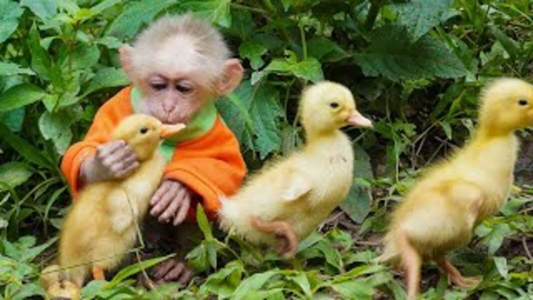 Mała małpka z trzema żółtymi kaczuszkami puzzle online