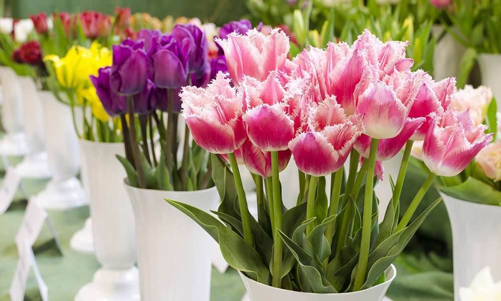 Tulipany w kwiaciarni puzzle online
