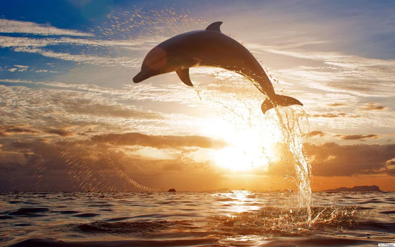 zachód słońca delfinów puzzle online