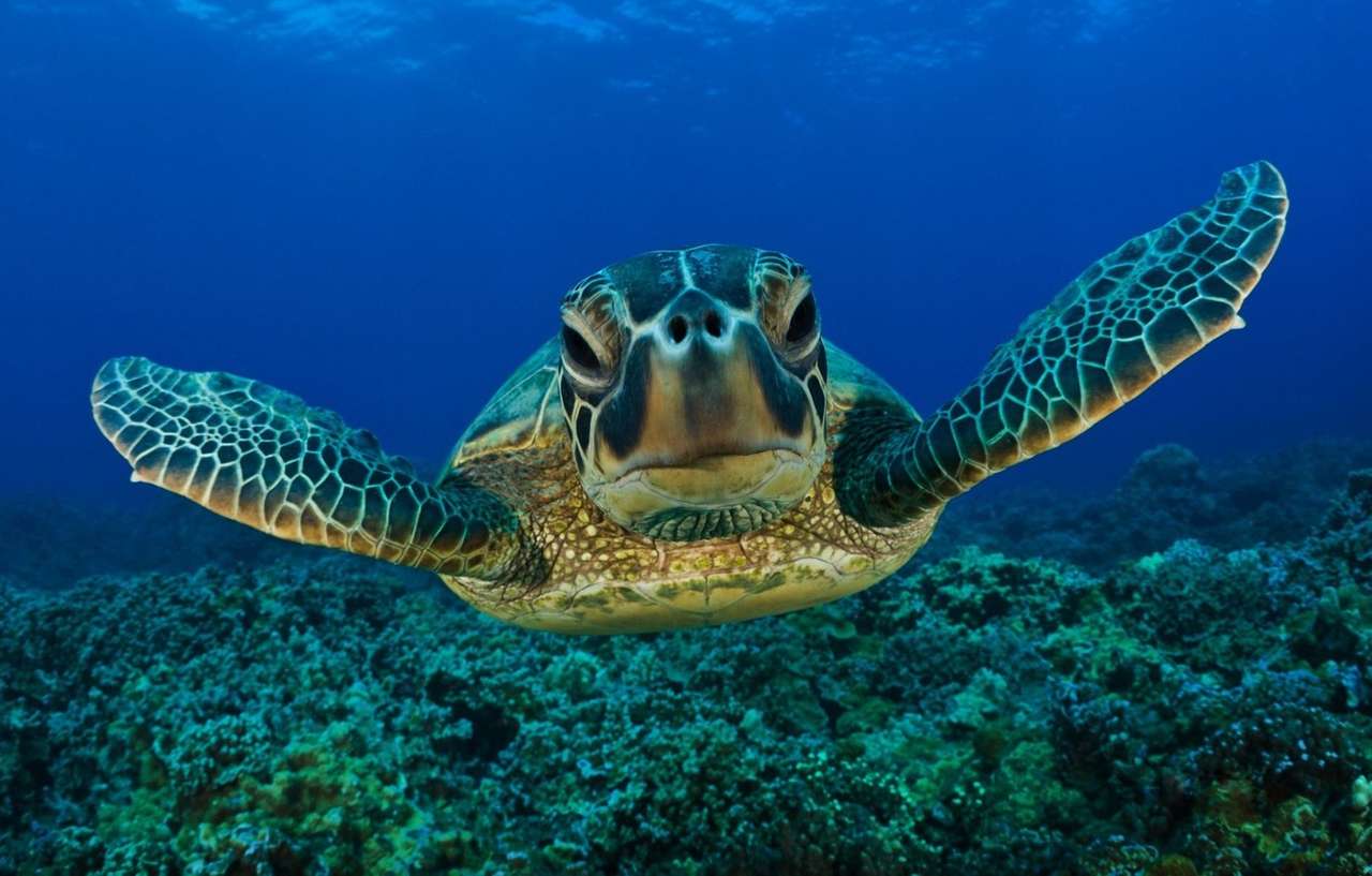 żółwie oceaniczne puzzle online