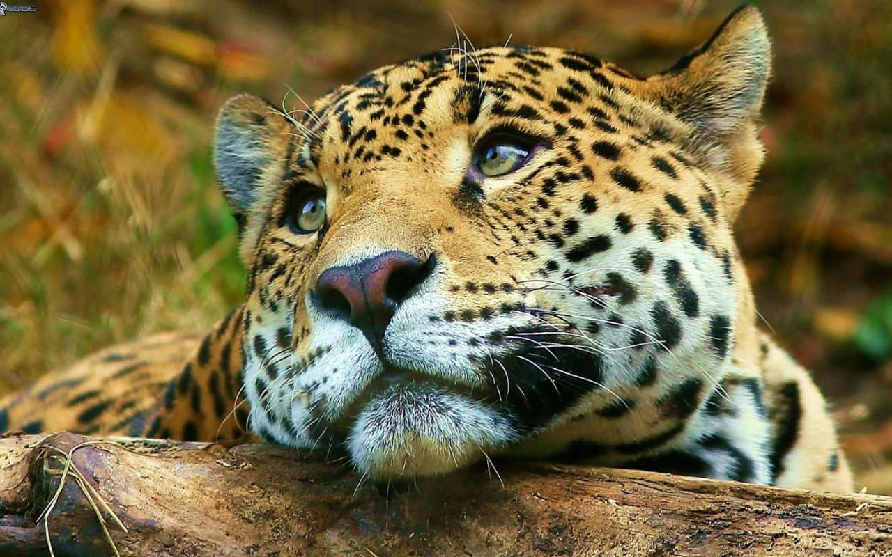 Śniący Jaguar — zagrożony puzzle online