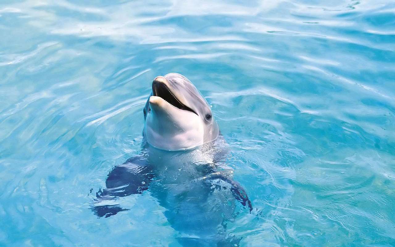 delfin-z-głową-wy--z-wody puzzle online