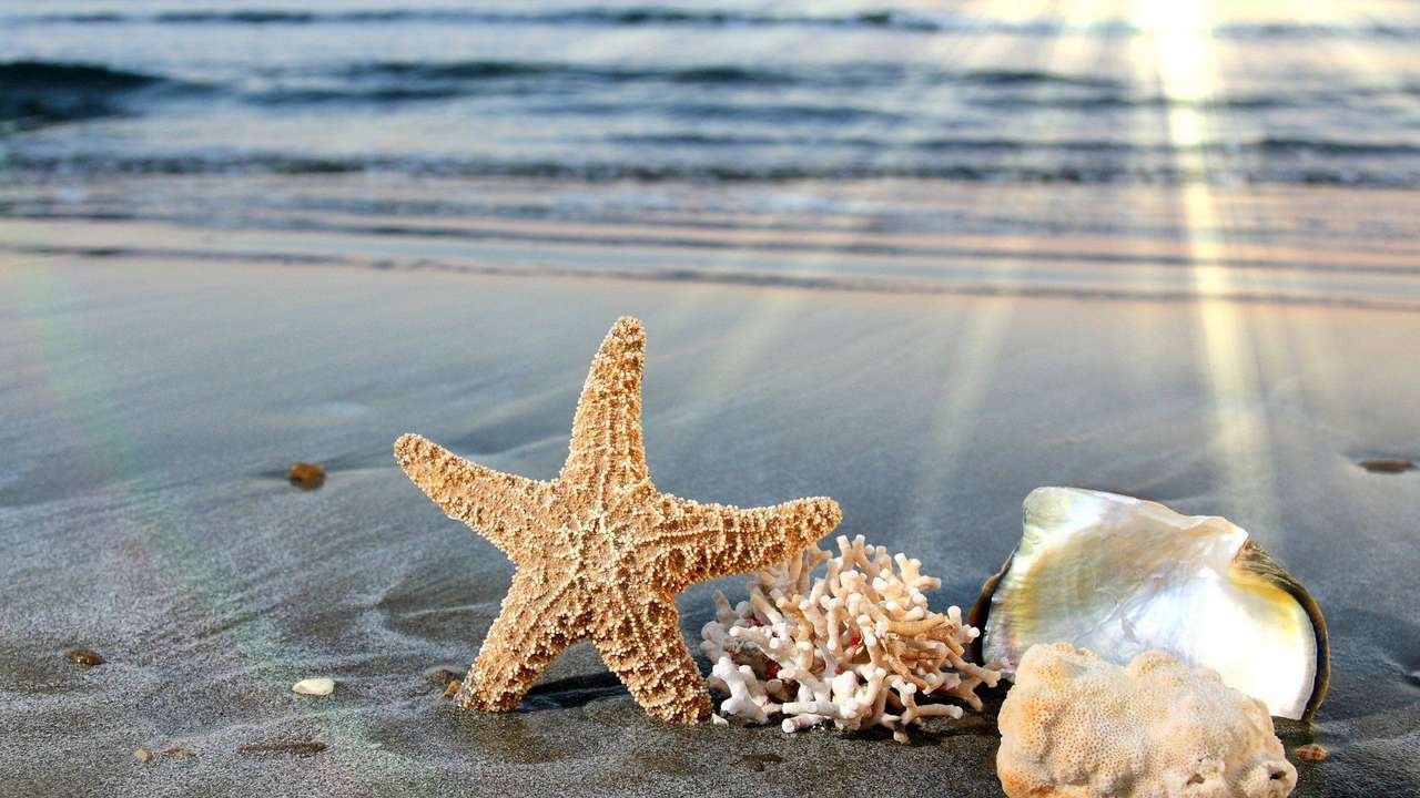 rozgwiazdy-ocean-morze-morskie-ryby puzzle online