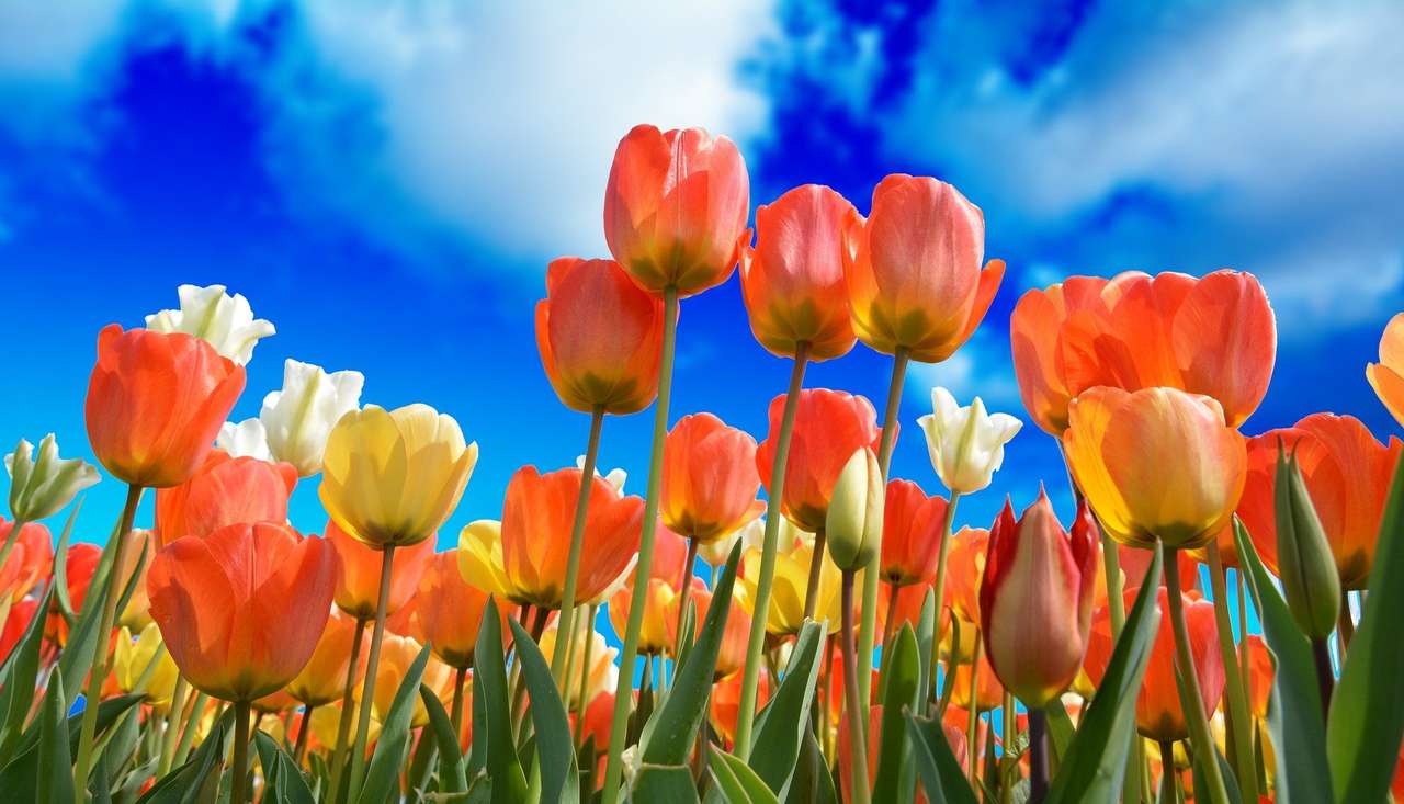 Tulipany Kwiaty puzzle online