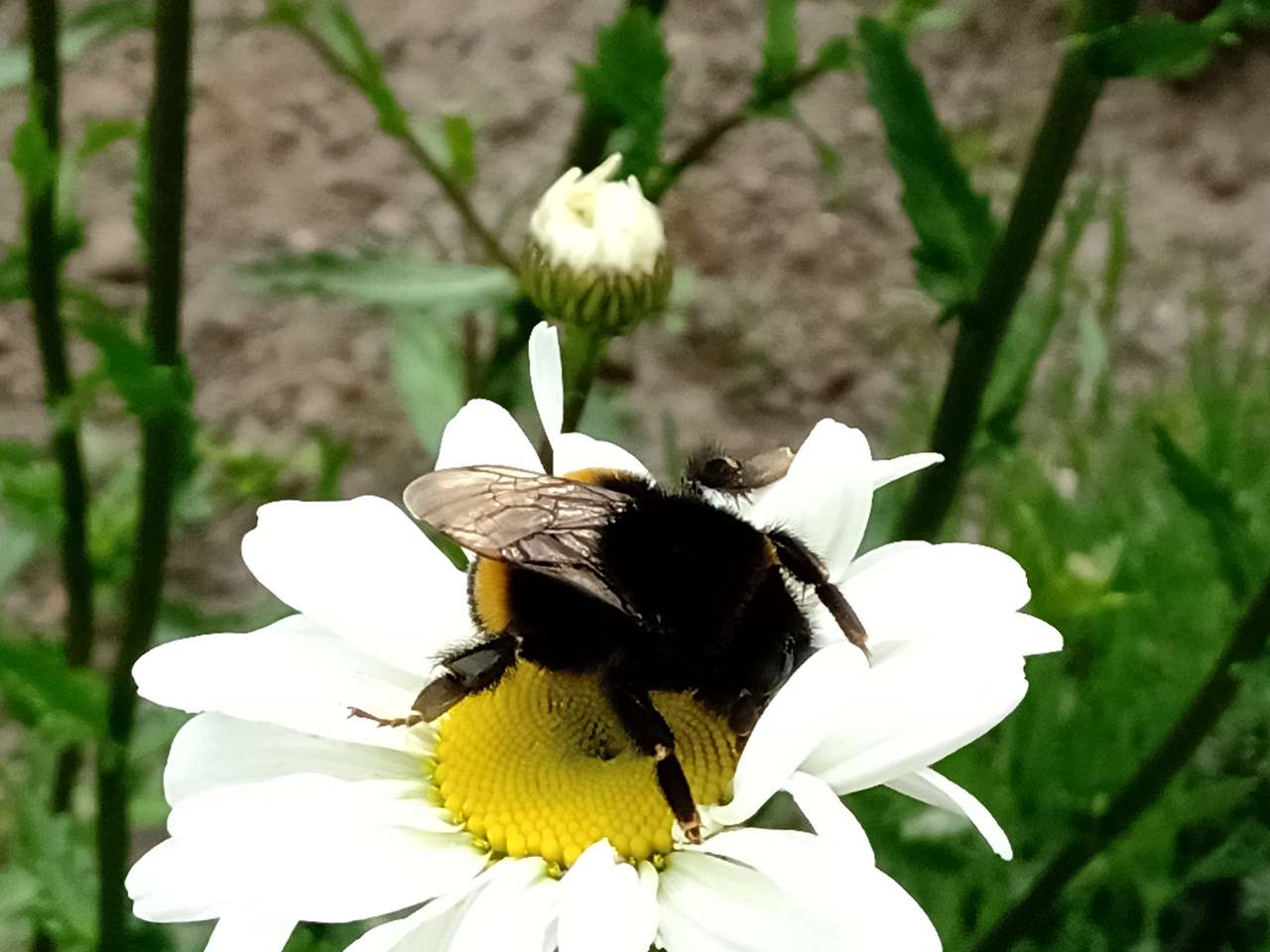bumblebee puzzle online