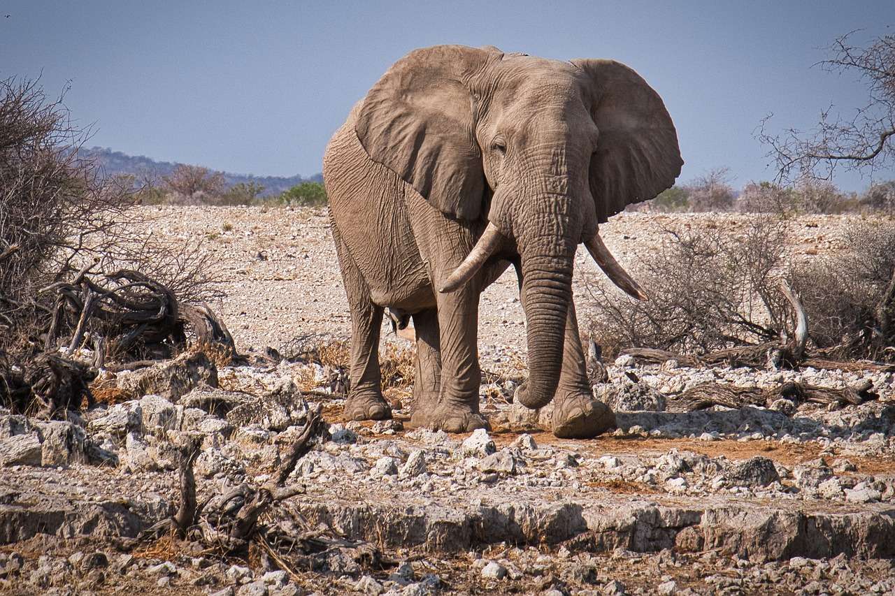 Słoń Etosha Namibia puzzle online