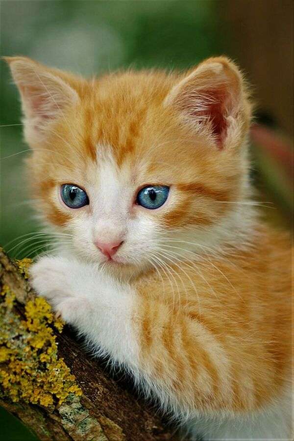 Mały kotek o niebieskich oczach puzzle online